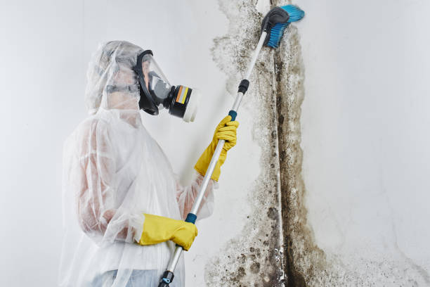 Attic Mold Removal in North Merrick, NY