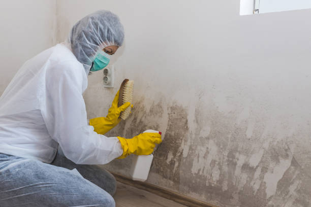 Best Residential Mold Removal  in North Merrick, NY