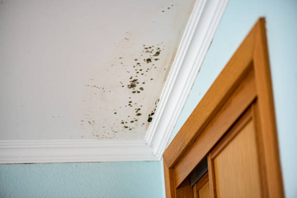 Best Mold Remediation  in North Merrick, NY