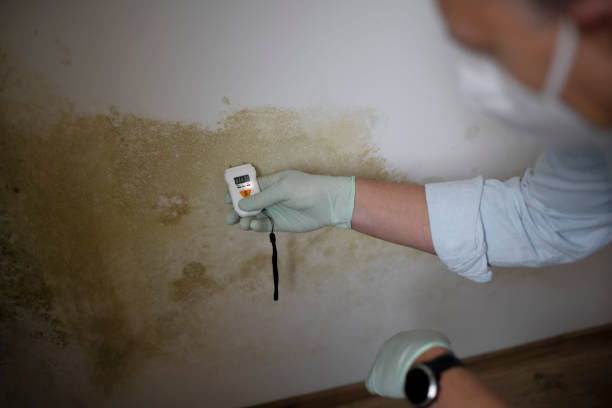 Best Commercial Mold Removal  in North Merrick, NY