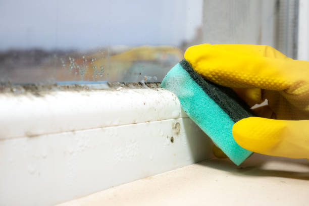 Best Mold Testing and Removal  in North Merrick, NY