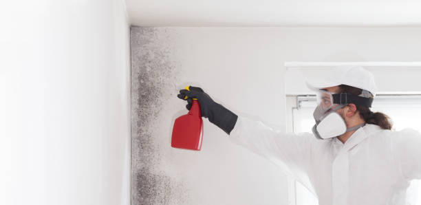 Mold Removal Process in North Merrick, NY