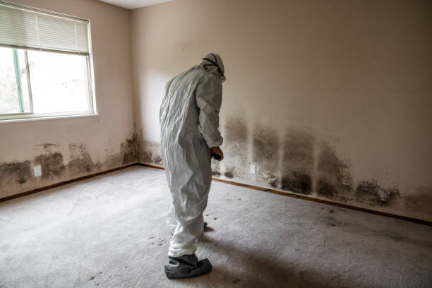 Best Mold Remediation Services  in North Merrick, NY