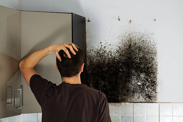 Best Toxic Mold Removal  in North Merrick, NY