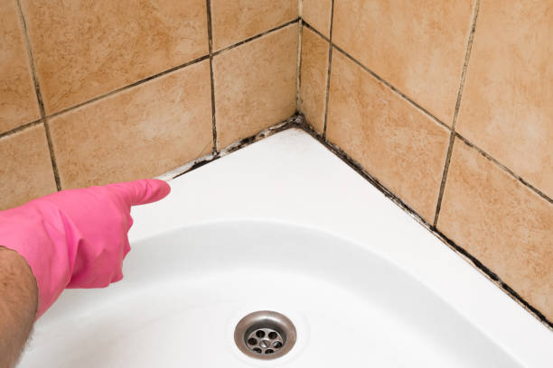 Best Fast Mold Removal  in North Merrick, NY